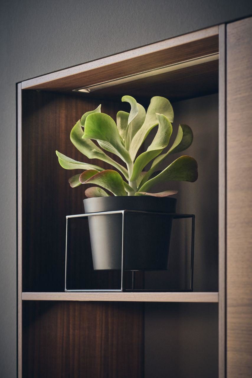 Kitchen open shelf with plant